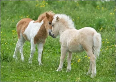 Je vient d'Argentine. Malgré ma petite taille, dépassant rarement 76 cm, je suis un cheval miniature, non un poney. J'ai un tempérament calme, amical, intelligent et robuste. Je peux sauter des obstacles de 90 cm, sans cavalier. Je suis le...