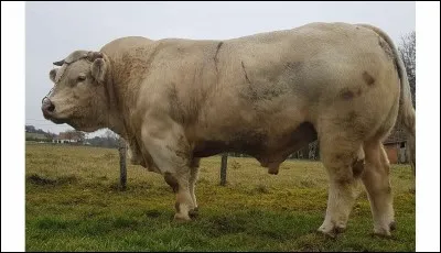 À l'instar de nos frères wallons, déclarant que le flamand n'est pas une langue mais "un furoncle à la gorge", deux académiciens affirment qu'elle ... (Cochez la bonne réponse !)