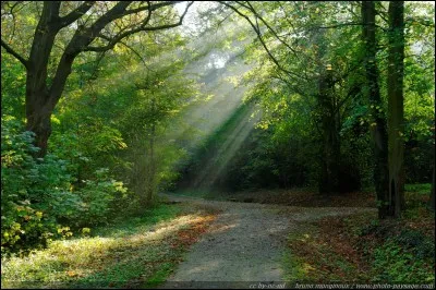 Es-tu souvent en forêt ?