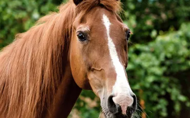 Quiz Chevaux