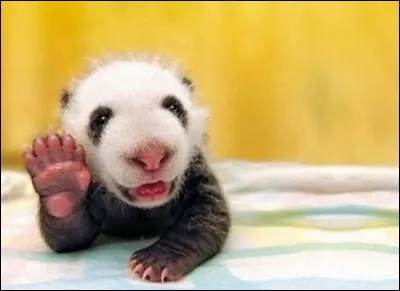 Give me five ! Image incroyablement mignonne d'un petit bébé agitant sa petite patte comme pour saluer. Ce petit bonhomme fait partie d'une nouvelle édition du Centre de recherche et de conservation sur le géant de son espèce, à Sichuan, en Chine : c'est la vedette de plusieurs photos où il a l'air tout le temps si heureux.
De quelle espèce est-il ?