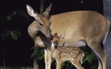 Quiz Animaux