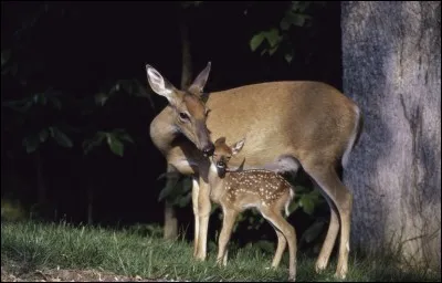 Comment appelle-t-on une troupe de biches et de jeunes cerfs ?