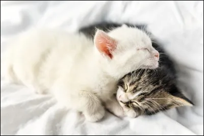 En moyenne, combien de temps faut-il aux yeux des chatons pour s'ouvrir pour la première fois ?