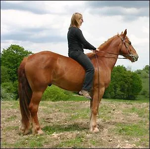 Comment dit-on quand on monte sur un cheval comme sur l'image ?