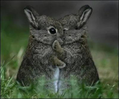 La loyauté est à la base de tout et les animaux, tout autant que les humains, le savent. Ici, on ne vous montrera pas de tricheurs mais des amis qui sont en train de se dire : ''I love you sweethearth.'' 
Quel est le nom de ces 2 copains dont une recherche sur image dans Google donne ceci, comme résultat : ''je t'aime petit rongeur'' ?