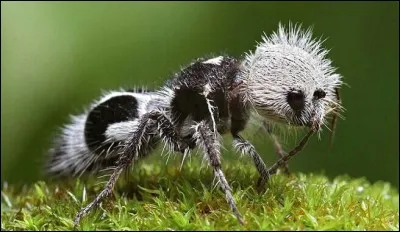 On surnomme cet insecte "fourmi panda", et il y a une bonne raison pour ça, elle ne consomme que du bambou !