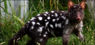 Photo de la National Geographic, l'article se poursuit : ''Si la beauté est subjective, nous sommes tous d'accord pour dire quand un animal est « mignon »''. Et il nous apprend que le petit animal a été réintroduit (de Tasmanie) en Australie après 50 ans d'absence.
Pour commencer ce quiz, il faut trouver l'espèce ainsi en danger :