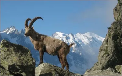 Quel animal a la chance de vivre en liberté dans le parc de la Vanoise qui abrite plus de 1 500 de ses congénères ?