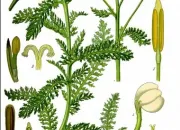 Quiz Les plantes mdicinales