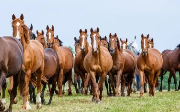 Quiz Chevaux