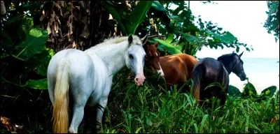 Les chevaux communiquent entre eux de façon :