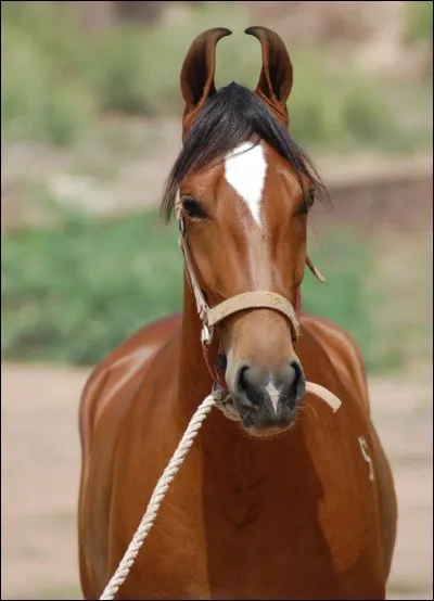 Un cheval bai a les crins noirs :