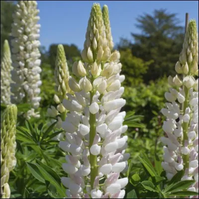 Si ces fleurs se font souvent remarquer par leur aspect très coloré, les voici en version blanche :