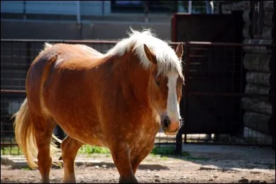 Comment se nomme la robe de ce cheval ?