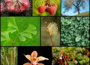 Quiz Les plantes