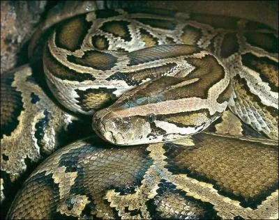 De quoi se nourrit principalement le python ?