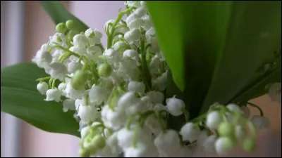 Quelle fleur vend-on le premier jour du mois de mai ?