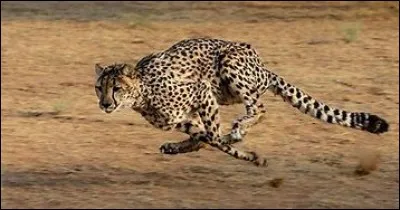 Jusqu'à combien de km/h peut courir un guépard ?