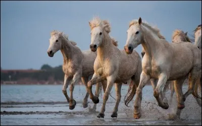 Le cheval vomit-il ?