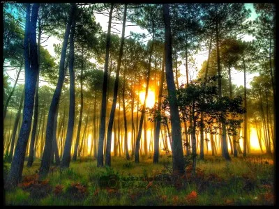 Si tu devais choisir un lieu dans la forêt, ce serait...