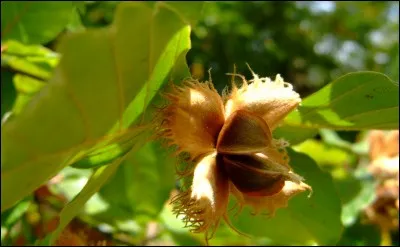 De quel arbre la faine est-elle le fruit ?