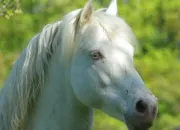 Test Quel cheval est fait pour toi ?