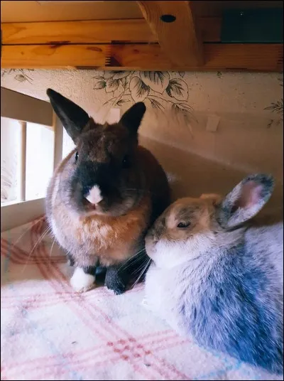 Le lapin est un rongeur.