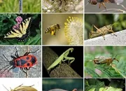 Quiz Les insectes