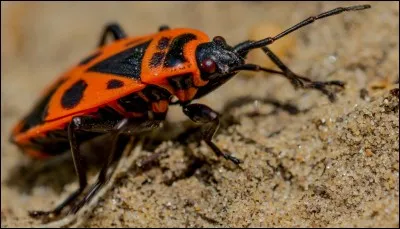 Quelle proposition n'est pas un insecte ?