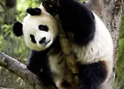 Quiz Les pandas