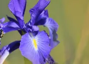 Quiz Une montagne de fleurs