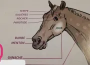 Quiz Passage galop 3 - FFE