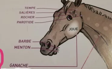 Quiz Equitation