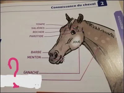 Comment s'appelle cette partie de la tête du cheval ?