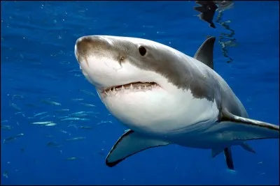 Combien de dents a le requin ?