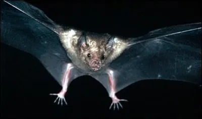 Pour s'orienter en volant, les chauve-souris utilisent ...