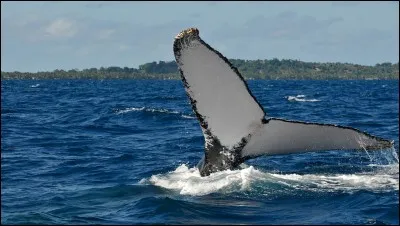 En longueur, une baleine mesure ______.