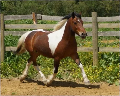 Quel est le régime alimentaire du cheval ?