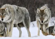 Quiz Tout savoir sur les loups