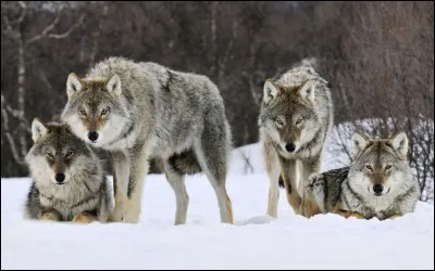 Le loup vit en meute de .... membres.