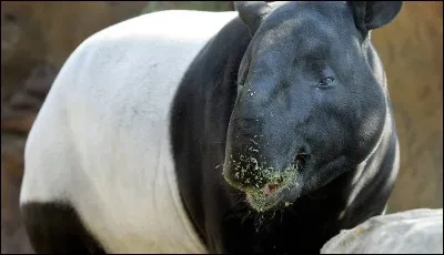 Quel est cet animal ?