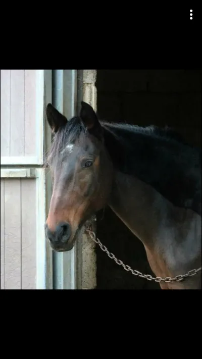 Comment s'appelle le cou du cheval ?