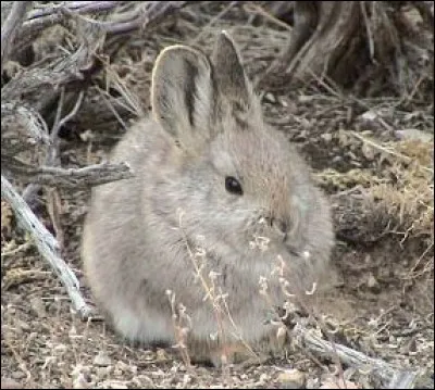 Dans quelle région se situe le lapin pygmée ?