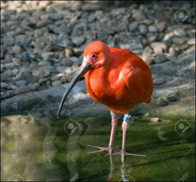 Quel est ce drôle d'oiseau ?