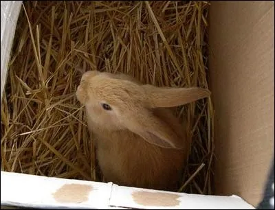 Pour le transport en voiture, que doit-on utiliser pour éviter trop de stress au lapin ?