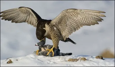 Comment appelle-t-on les animaux qui se font chasser par des prédateurs ?