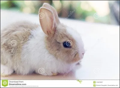 Ce lapin est angora.