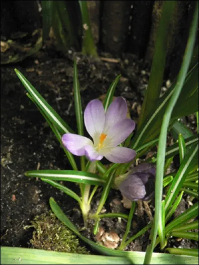 Le crocus est-il autorisé pour nos lapins ?