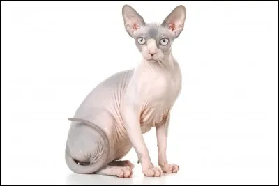 De quel pays est originaire le sphynx ?